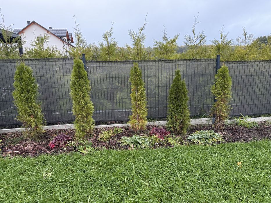 Oddam drzewka tuje