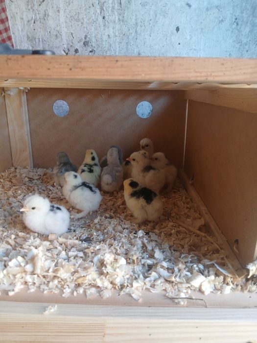 Kurczęta kochin miniaturowy