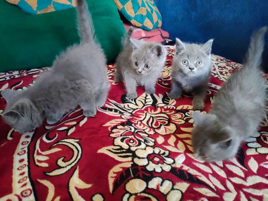 Кошенята британці чистокровні