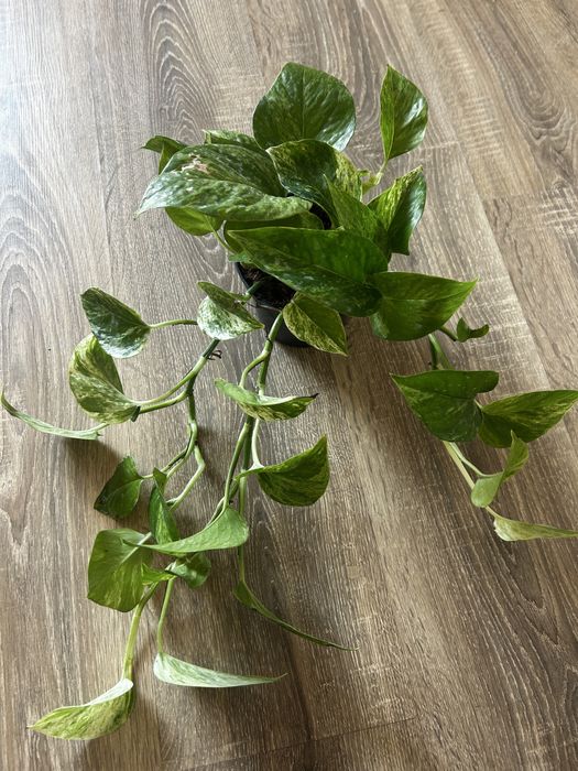 епіпремніум маранта монстера сингоніум кімнатні рослини