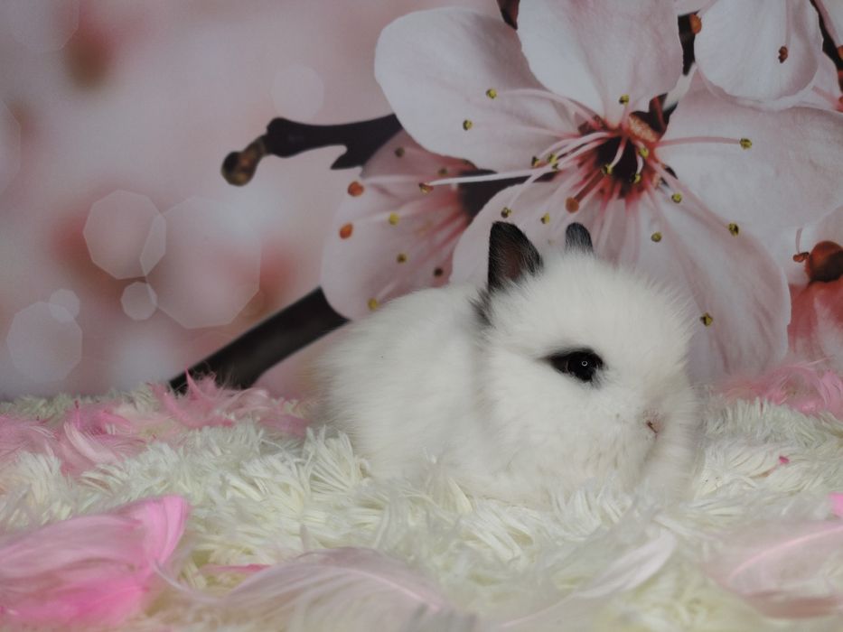 Piękne karzełki Teddy. Maluszki do rezerwacji.