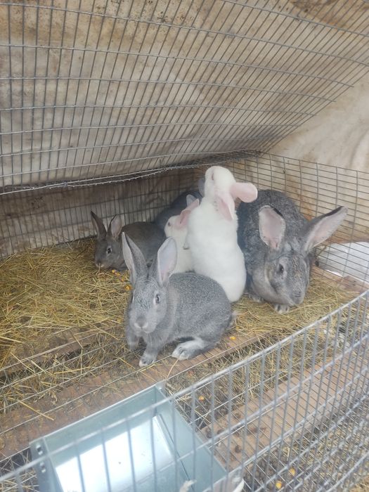 Продам кроленят,тушки м'яса