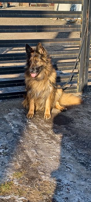 Oddam za darmo sunie owczarka niemieckiego