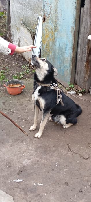 Віддам собачку в гарні руки