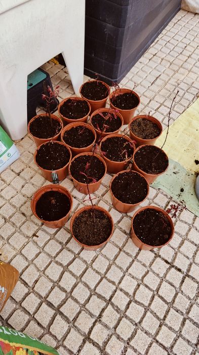 Semente germinação Acer Acers Bordo japonês Palmatum arvore planta