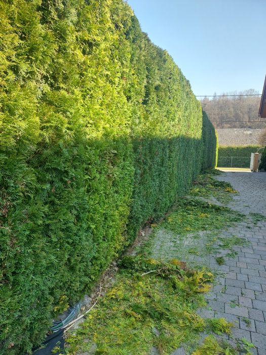 Usługi glebogryzarką,kosiarką bijakową i formowanie roślin