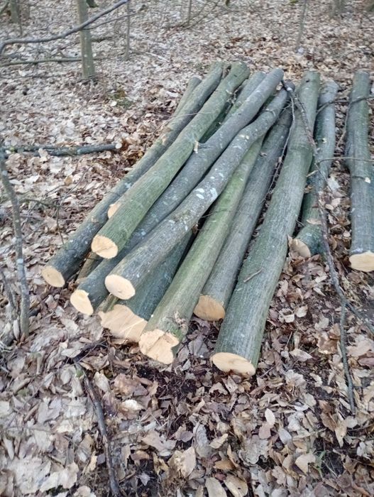 Baliki  grabowe okazja!!