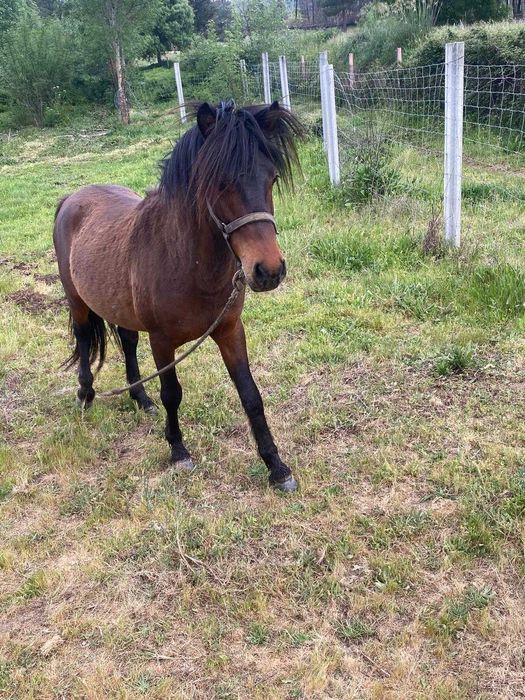 Vendo Garrano macho