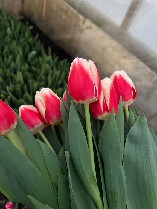 Продам тюльпан от производителя опт