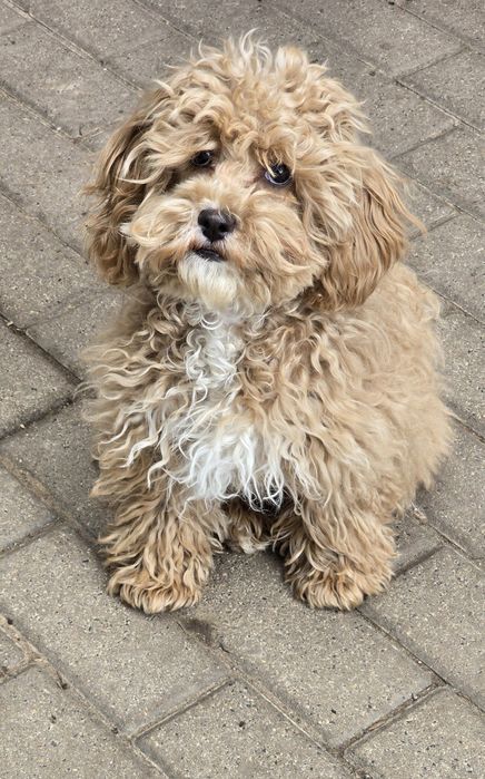 Cavapoo/ dziewczynka