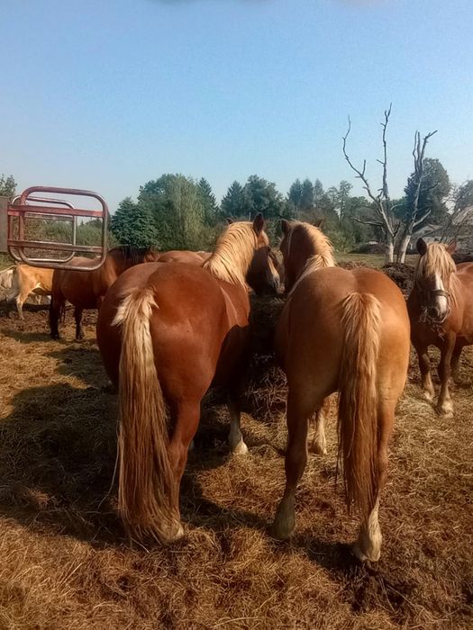 Sprzedam lub zamienię klacze PKZ