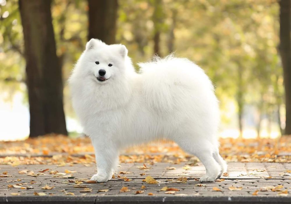 Samoyed ZkwP suczka.