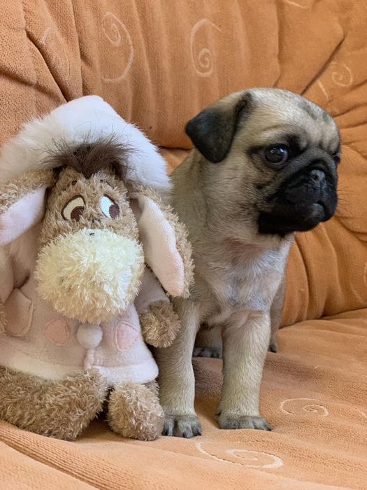 Бомбезні мопсики