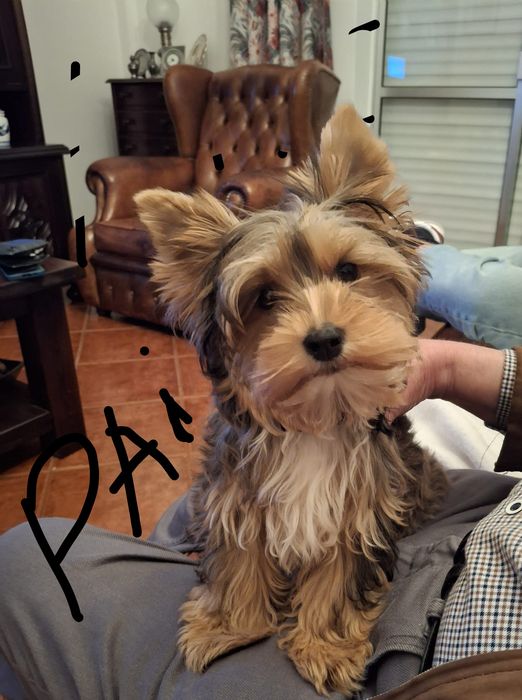 Yorkshire Terrier  miniatura com 4 meses 1kilo e 200