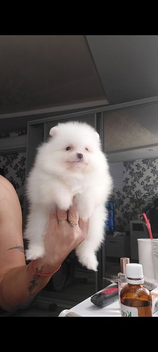 Белоснежная девочка померанец