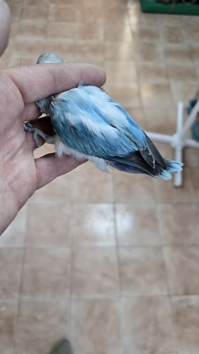 Diversas aves demosticados