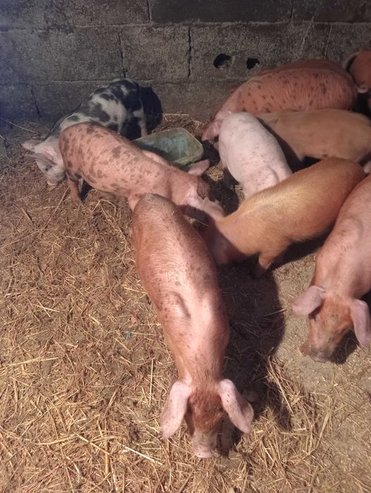 Leitões  Pietran com duroc e tenho também brancos