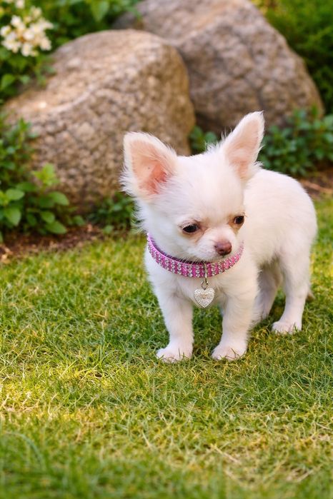 Śliczna  śnieżynka malunia biała chihuahua