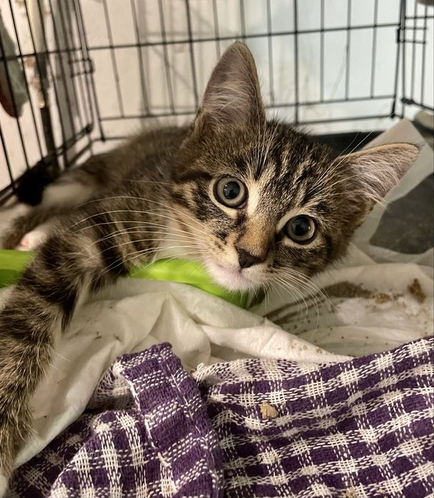 Котенок маленький мальчик полосатый с белыми носочками