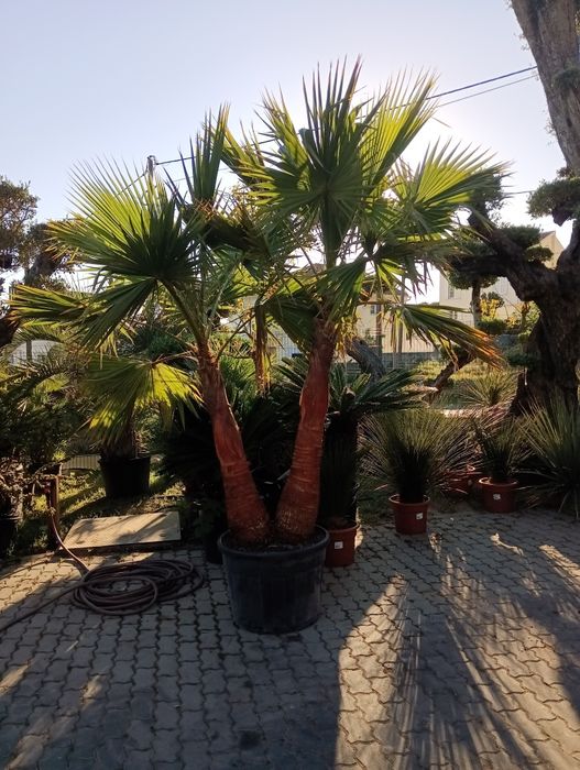 Palmeiras, tropical para jardim