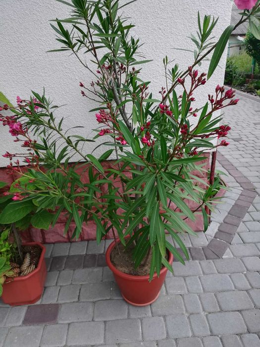 Олеандр               .