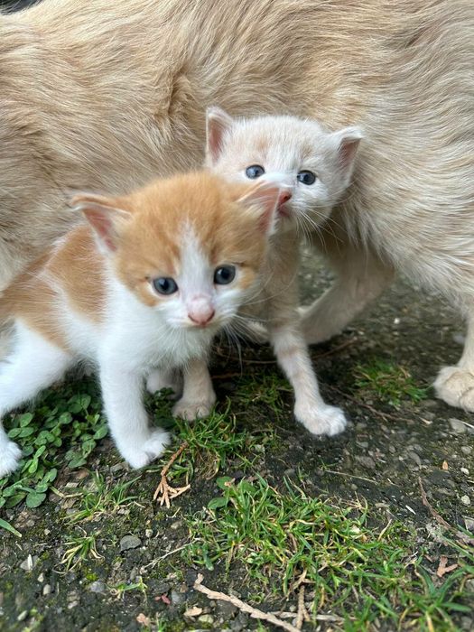 Котики безкоштовно