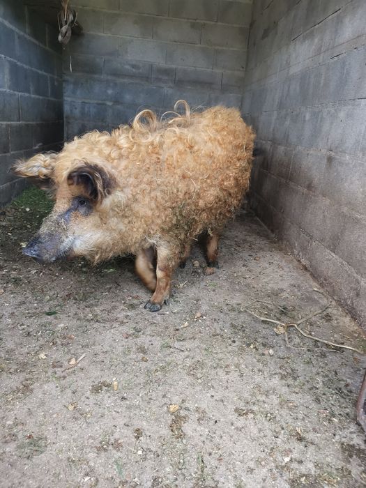 Macho inteiro mangalitsa (porco ovelha)