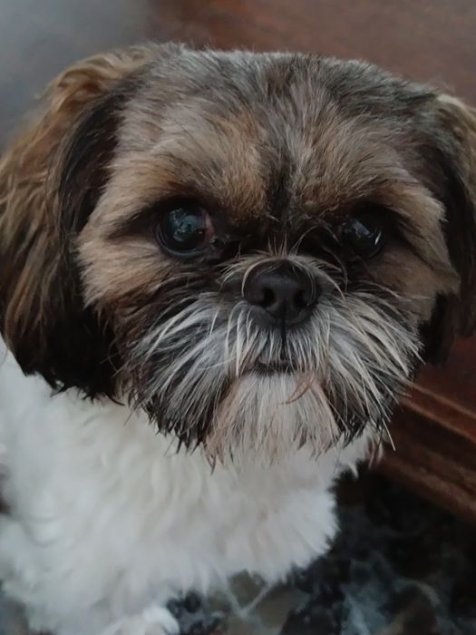 Suczka. Shih Tzu