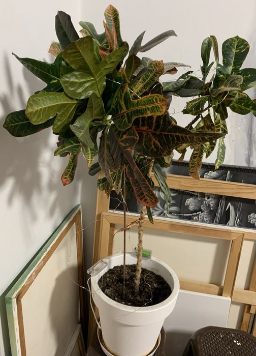 Кротон або кодієум строкатий