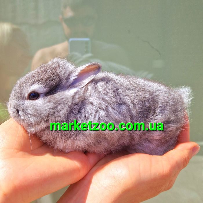 мини мiнi кролик карликовые карликовi кролики львиная голова левова
