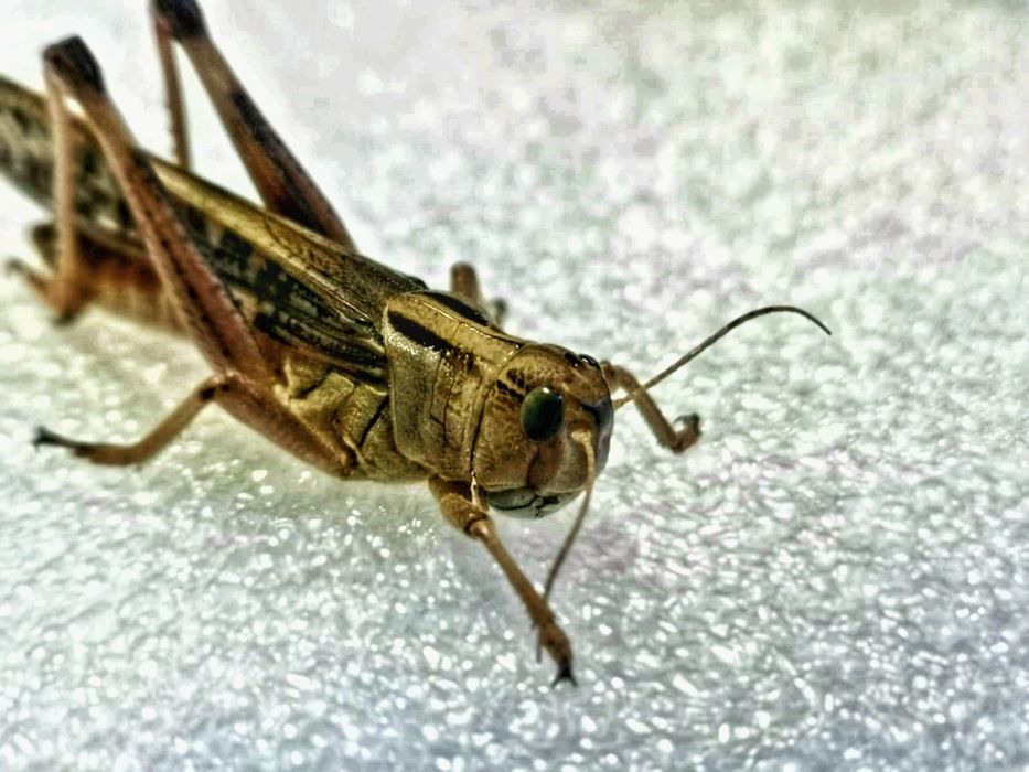 szarańcza wędrowna imago – dorosłe osobniki, duży rozmiar gady płazy