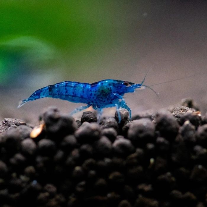 Camarões Blue Dream (Neocaridina davidi) – Azul Intenso
