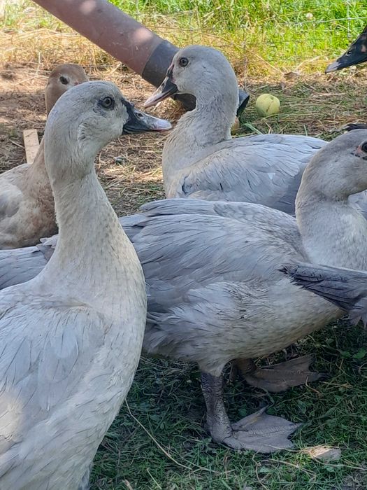 Kaczki w barwie perlowej i dzikiekj