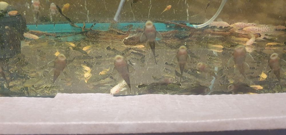 Zbrojnik (L144) Ancistrus Glonojad