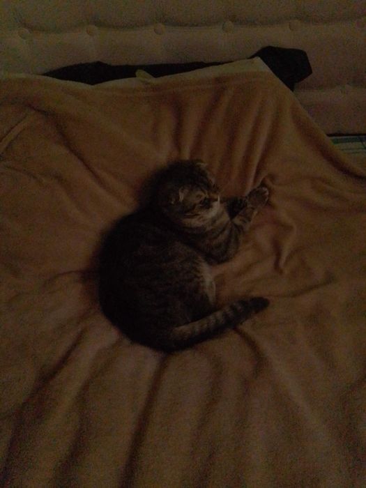 Кот на вязку шотландец вислоухий