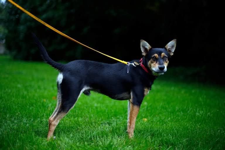 Kochany Bobi czeka na adopcje