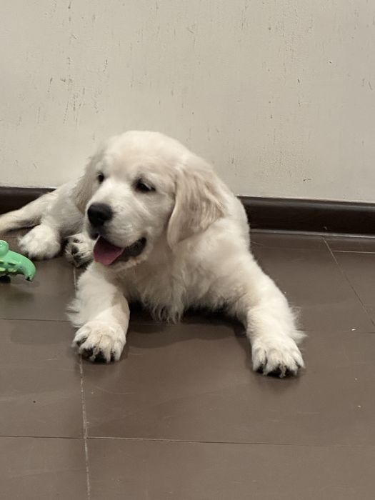 Golden retrever piesek z rodowodem FCI FCI