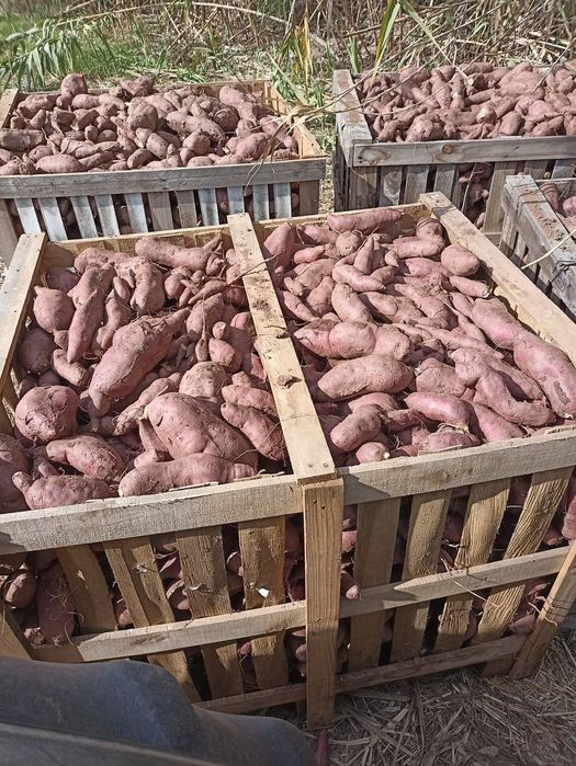 Batata doce lugar da estrada