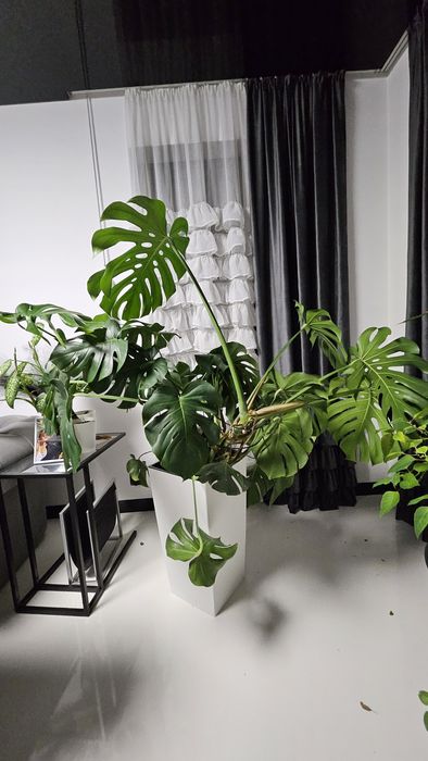 Monstera duży kwiat