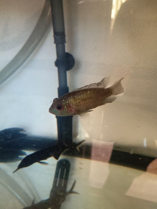 Tenho 3 peixes para troca de outros peixes ou pássaros ou venda urgente