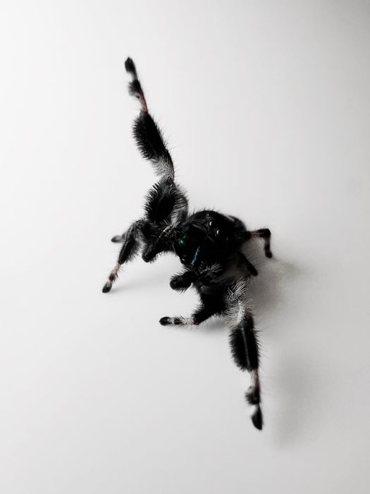 Skakun królewski (Phidippus Regius) Samiec Bahama White