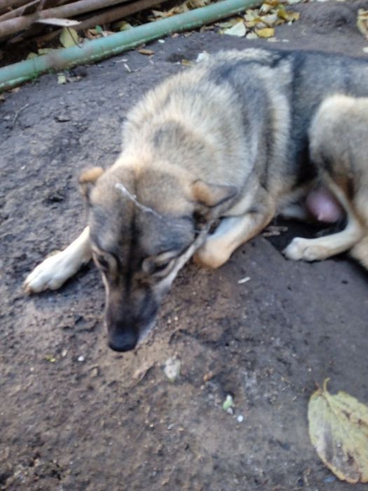 Отдам щенков в хорошие руки