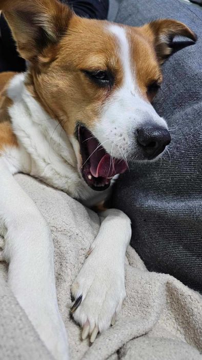 Myszka do adopcji