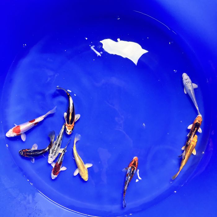 Import Niigata - Karpie koi 2026 Ełk