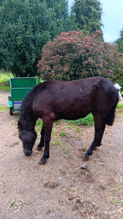 Poldra garrana  muito bem estimada