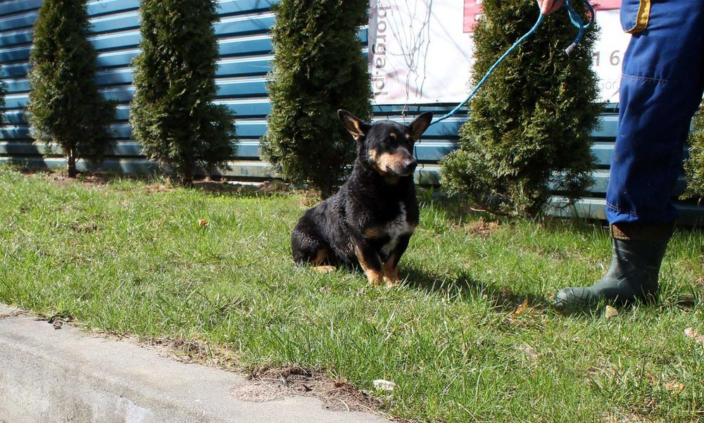 BINGO do adopcji – Schronisko Jasionka