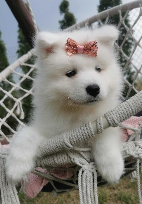Suczka samojed samoyed szczenię rodowód