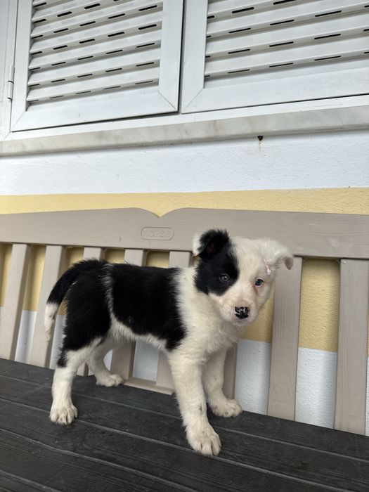 Border Collie Femea Linda Preta e Branco