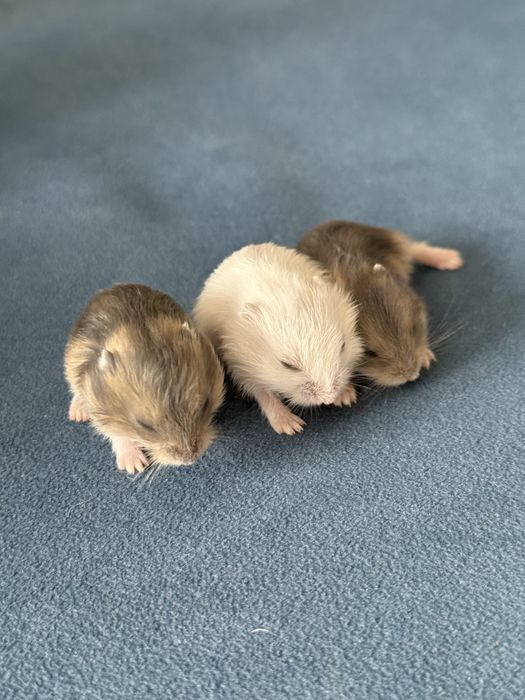 Джунгарський хомʼяк