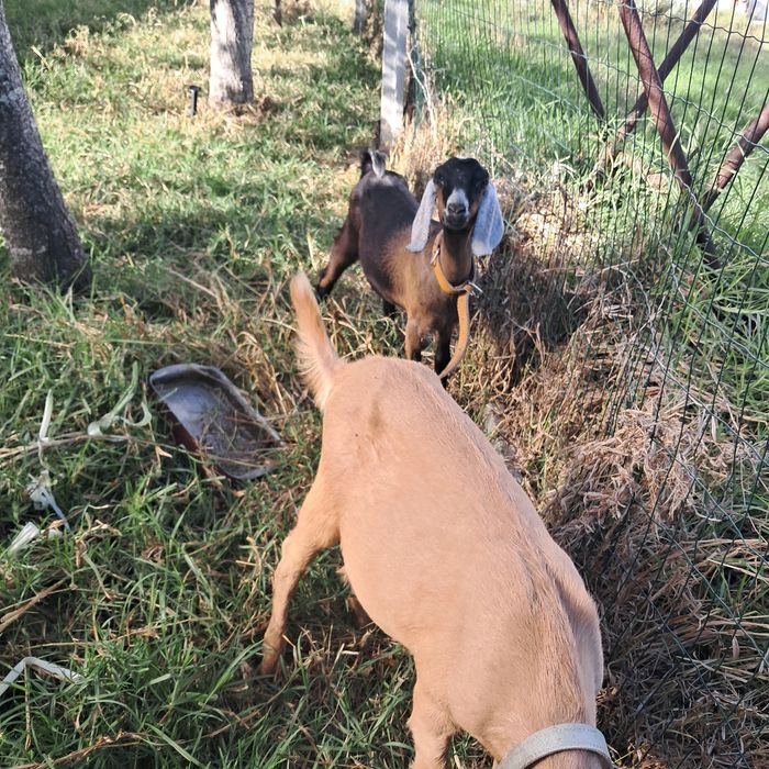Cabras anglonubianas
